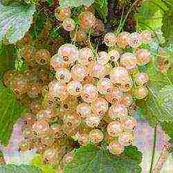 white currant best varieties