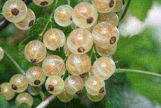 white currant best varieties