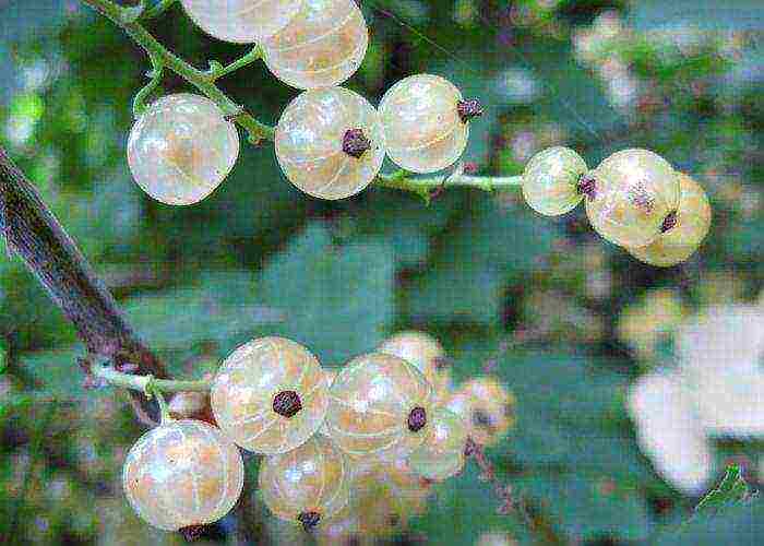 white currant best varieties