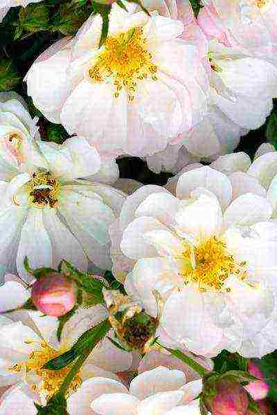 white roses best varieties