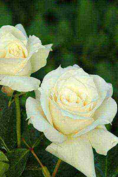 white roses best varieties