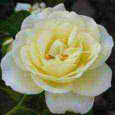 white roses best varieties