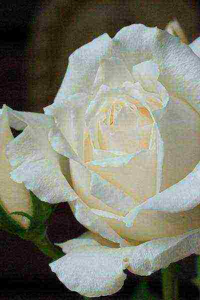 white roses best varieties