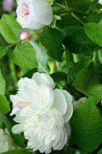 white roses best varieties