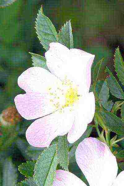 white roses best varieties