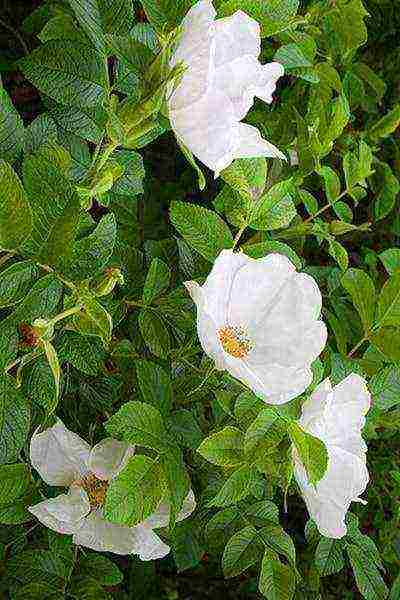 white roses best varieties