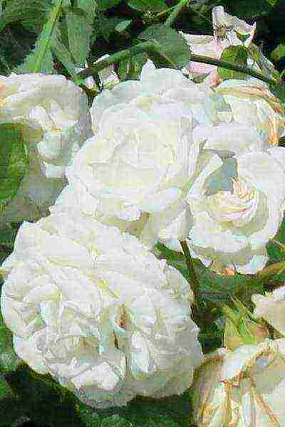 white roses best varieties