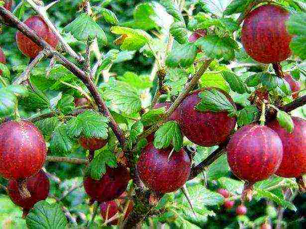 thornless gooseberries the best varieties