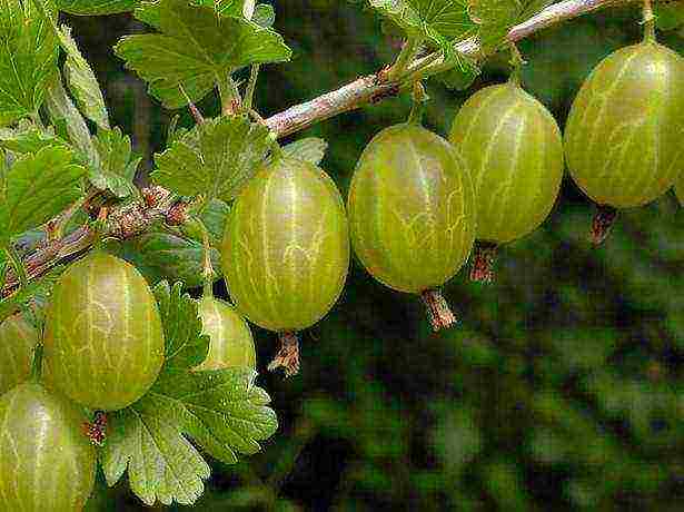 thornless gooseberries the best varieties