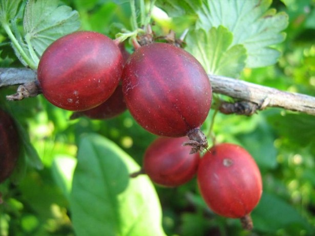 walang tinik na gooseberry ang pinakamahusay na mga pagkakaiba-iba