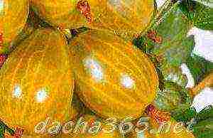 thornless gooseberries the best varieties