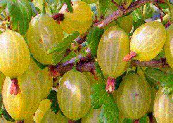 thornless gooseberries the best varieties