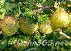 thornless gooseberries the best varieties