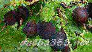 thornless gooseberries the best varieties