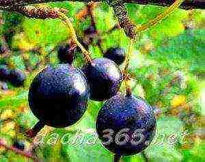 thornless gooseberries the best varieties