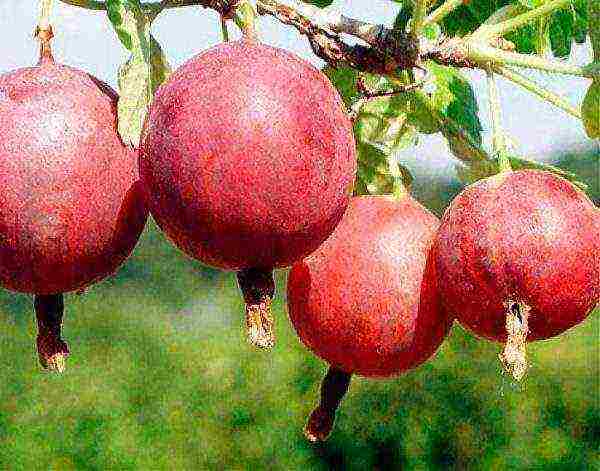 thornless gooseberries the best varieties