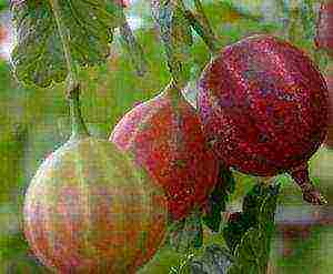 thornless gooseberries the best varieties