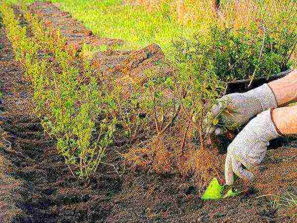 hawthorn best varieties