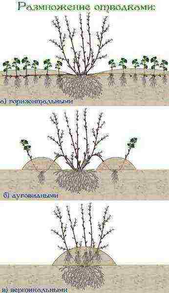 hawthorn best varieties