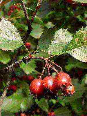 hawthorn best varieties