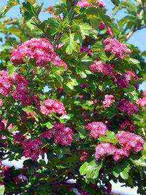 hawthorn best varieties