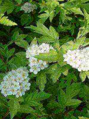 hawthorn best varieties