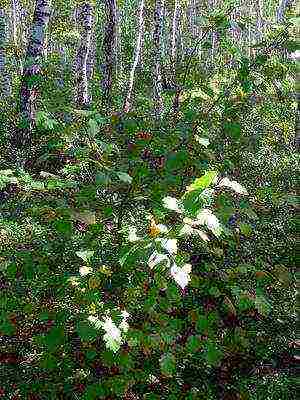 pinakamahusay na mga pagkakaiba-iba ng hawthorn