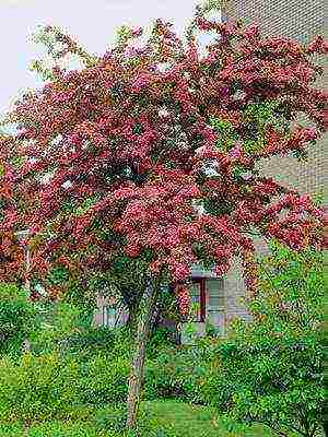 hawthorn best varieties