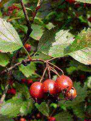 pinakamahusay na mga pagkakaiba-iba ng hawthorn