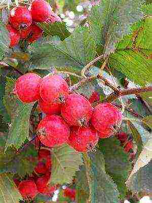 hawthorn best varieties