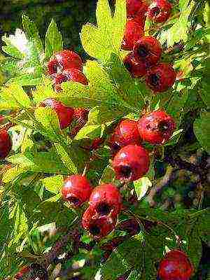 hawthorn best varieties