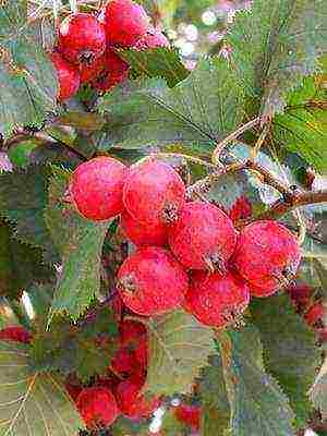 hawthorn best varieties