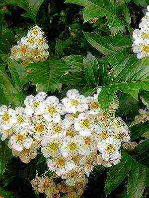 hawthorn best varieties