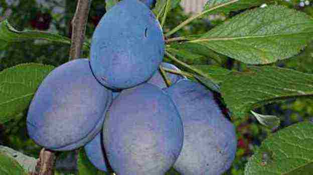 best varieties of prunes