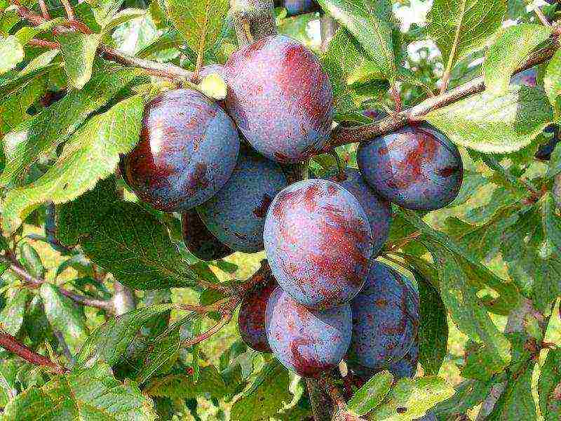 best varieties of prunes