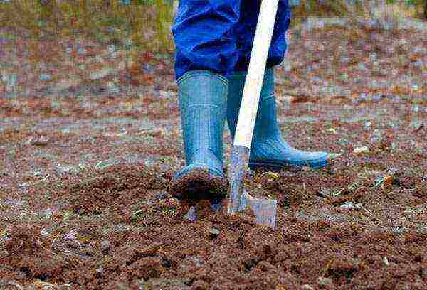 black beans planting and care in the open field