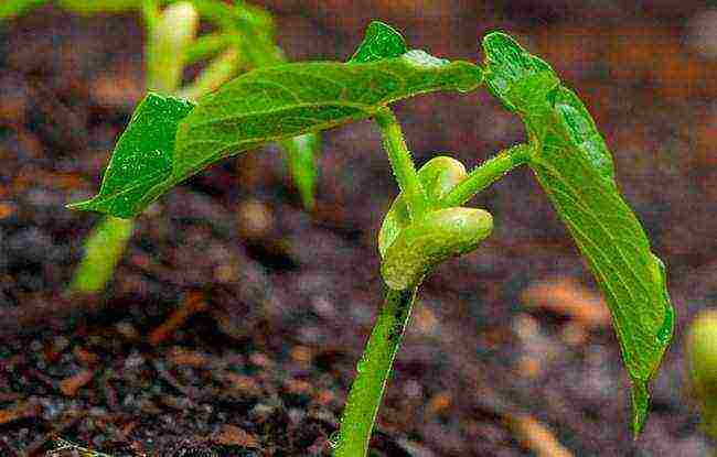 black beans planting and care in the open field