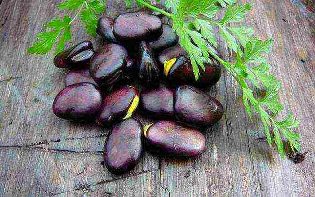 black beans planting and care in the open field