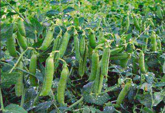 black beans planting and care in the open field