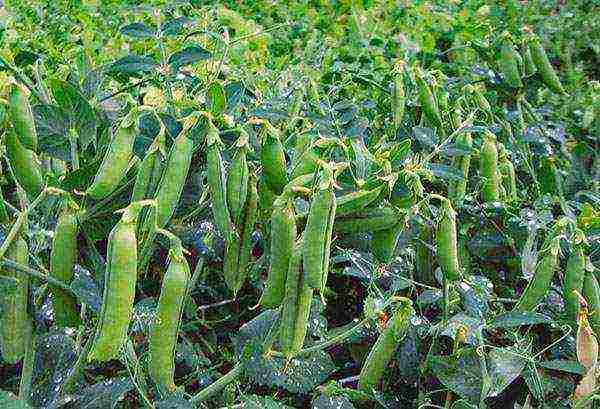 black beans planting and care in the open field