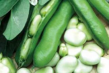 black beans planting and care in the open field