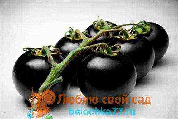 black tomatoes are the best varieties