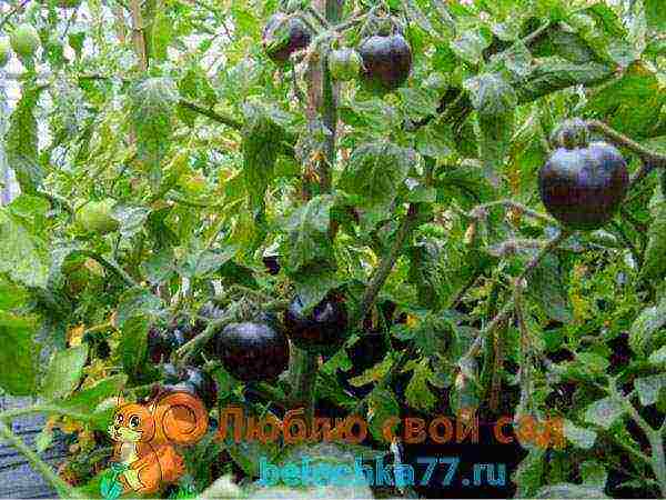 black tomatoes are the best varieties