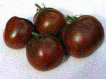 black tomatoes are the best varieties