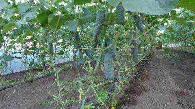 what can be grown at the same time inside the same greenhouse