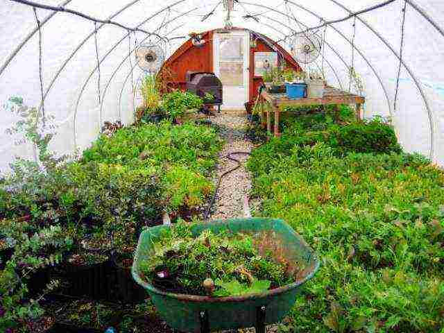 what can be grown at the same time inside the same greenhouse