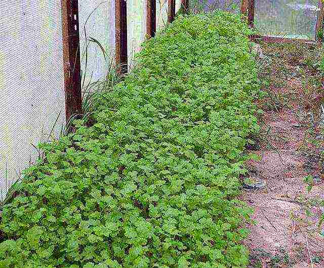 ano ang maaaring lumaki nang sabay-sabay sa loob ng parehong greenhouse