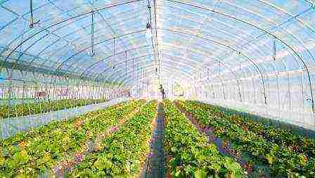 what can be grown at the same time inside the same greenhouse