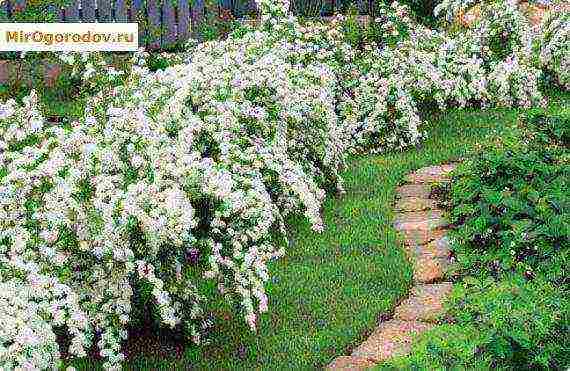 chubushnik planting and care in the open field in the Urals