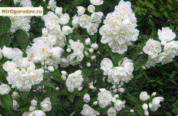 chubushnik planting and care in the open field in the Urals